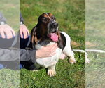 Lulu - Female Basset Hound Dog for Adoption - Small photo