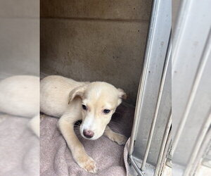 Mutt Dogs for adoption in Oklahoma City, OK, USA