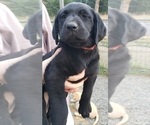 Puppy Puppy 6 Labrador Retriever