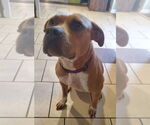 Small #10 American Pit Bull Terrier Mix