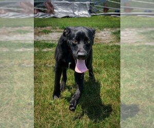 Labrador Retriever-Unknown Mix Dogs for adoption in Abbeville, LA, USA