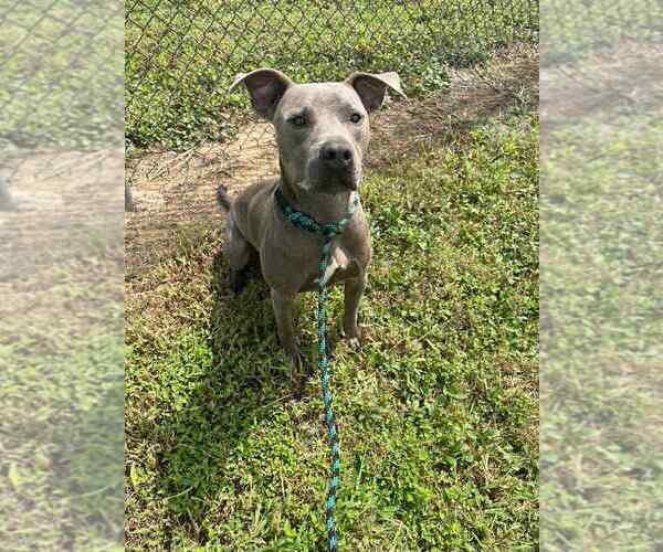 Medium Photo #4 Mutt Puppy For Sale in Abbeville, LA, USA