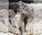 Small Weimaraner