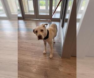 Labrador Retriever Dogs for adoption in Baytown, TX, USA