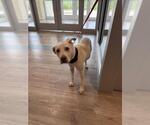 Small Labrador Retriever
