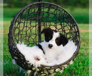 Border Collie Puppy for sale in STRAFFORD, MO, USA