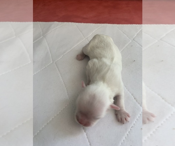 Full screen Photo #1 ShihPoo Puppy For Sale in CLARE, MI, USA