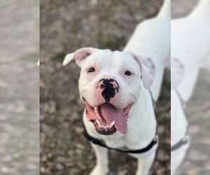 American Bulldog-Unknown Mix Dogs for adoption in Spotsylvania, VA, USA