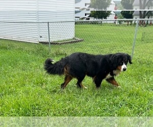 Father of the Bernese Mountain Dog puppies born on 07/09/2025