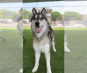 Medium Siberian Husky Mix