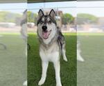 Small Siberian Husky Mix