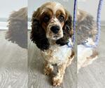 Small Cocker Spaniel