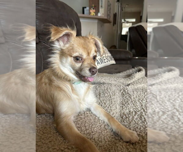 Medium Photo #3 Chiranian Puppy For Sale in Mooresville, NC, USA