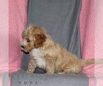 Small #2 Poodle (Miniature)
