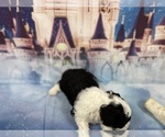 Small Photo #5 Aussiedoodle Miniature  Puppy For Sale in COMMERCE, MI, USA