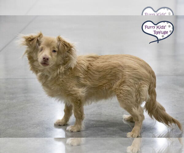 Medium Photo #3 Chiweenie Puppy For Sale in Lee's Summit, MO, USA