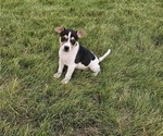 Puppy Davis Rat Terrier