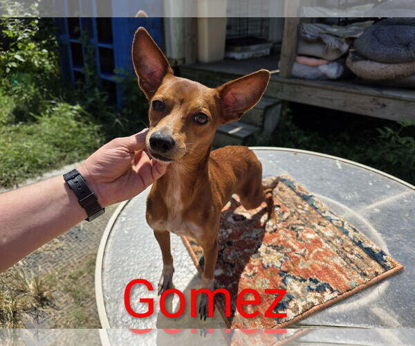 Medium Photo #2 Rat-Cha Puppy For Sale in Wakefield, RI, USA