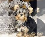 Small #3 Yorkshire Terrier