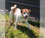 Small #1 Jack Russell Terrier