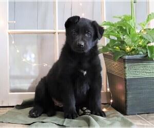 German Shepherd Dog Puppy for sale in FREDERICKSBG, OH, USA