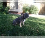 Small Photo #4 French Bulldog Puppy For Sale in SIMI VALLEY, CA, USA