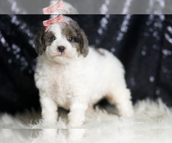 Medium Photo #3 Goldendoodle (Miniature) Puppy For Sale in WARSAW, IN, USA