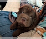 Small #2 Chinese Shar-Pei