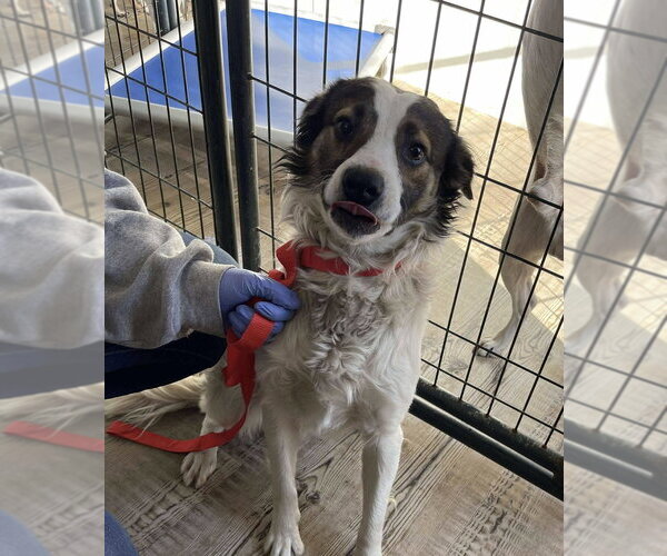 Medium Photo #3 Border Collie-Unknown Mix Puppy For Sale in Bolivar, MO, USA