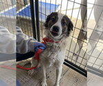 Small #2 Border Collie Mix