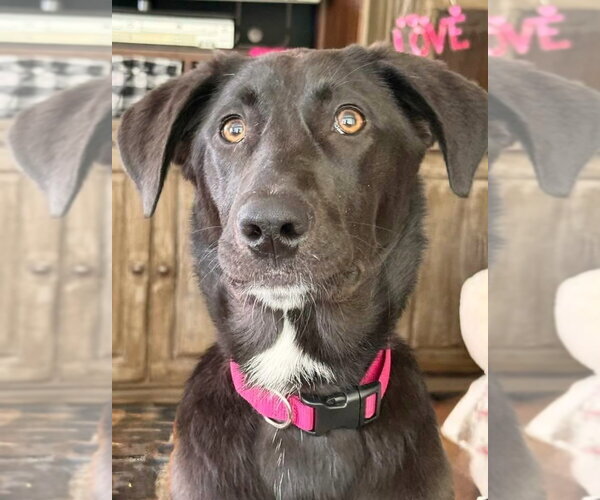 Medium Photo #5 Borador Puppy For Sale in MECHANICSBURG, PA, USA