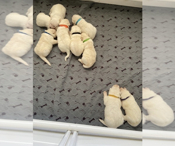 Medium Photo #2 German Shepherd Dog Puppy For Sale in ALACHUA, FL, USA