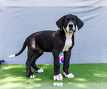 Puppy Kathy Great Dane