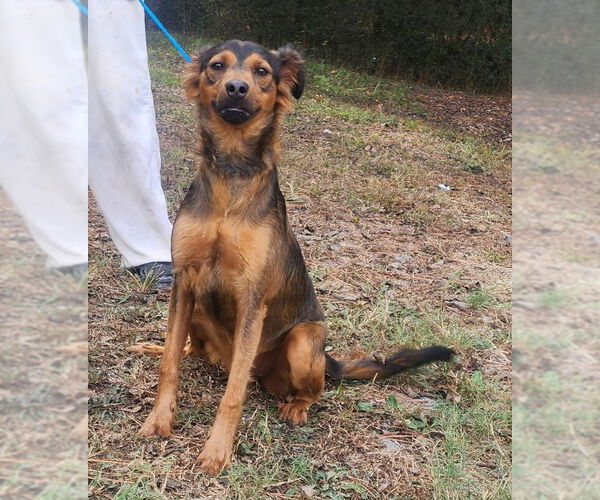 Medium Photo #1 Mutt Puppy For Sale in Wetumpka, AL, USA