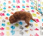 Small #1 Cavapoo (Miniature)-Poodle (Toy) Mix