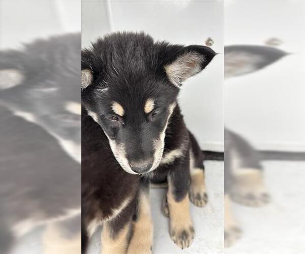 Medium Photo #1 Siberian Husky Puppy For Sale in Houston, TX, USA