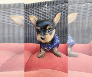 Yorkshire Terrier Puppy for sale in PERRIS, CA, USA
