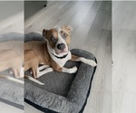 Small #5 American Staffordshire Terrier-Boxer Mix