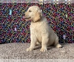 Small #7 Golden Retriever