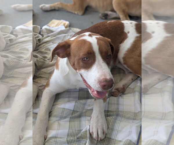 Medium Photo #4 Labrador Retriever-Unknown Mix Puppy For Sale in White Bluff, TN, USA