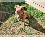 Small Photo #19 Labrador Retriever Puppy For Sale in Rosenberg, TX, USA