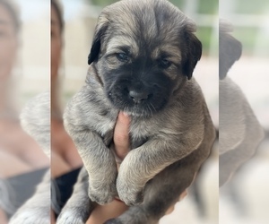 Central Asian Shepherd Dog Puppy for Sale in SAINT CLOUD, Florida USA