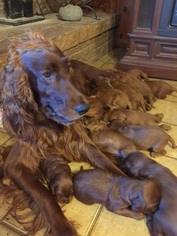 Father of the Irish Setter puppies born on 02/07/2017