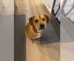 Mutt Dogs for adoption in  Gainesville, FL, USA