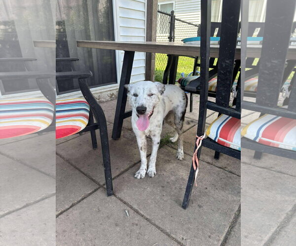Medium Photo #2 Border Collie-Unknown Mix Puppy For Sale in Hinckley, IL, USA