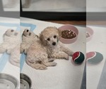 Small Poodle (Toy)