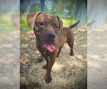 Small #1 American Bulldog-Basset Hound Mix