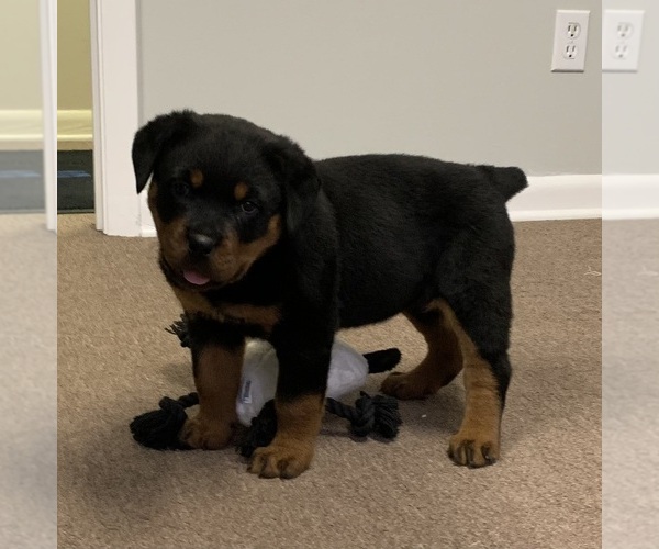 Medium Photo #1 Rottweiler Puppy For Sale in Patterson, GA, USA