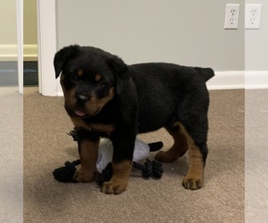 Rottweiler Puppy for sale in Patterson, GA, USA