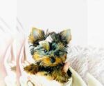 Small #20 Pomeranian